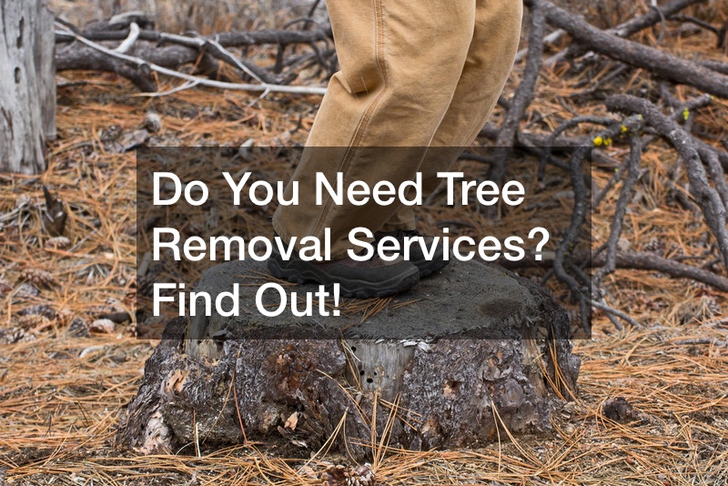 Do You Need Tree Removal Services? Find Out!