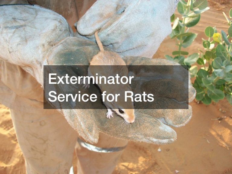Exterminator Service for Rats