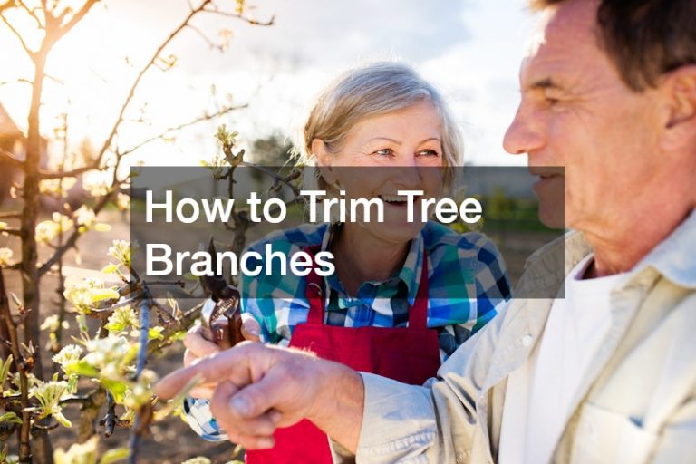 How to Trim Tree Branches