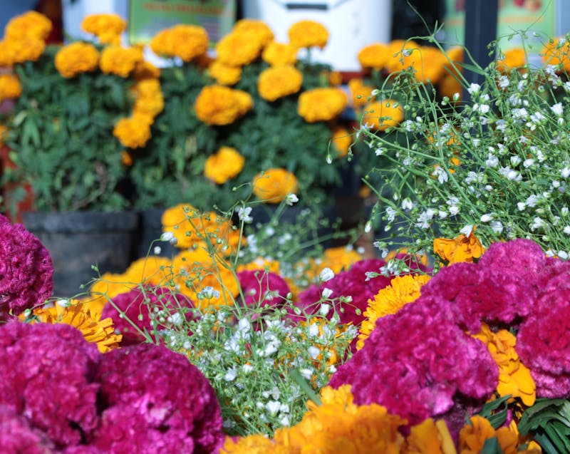 colorful landscaping plants